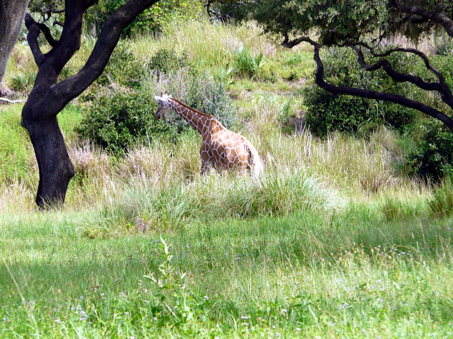 Disney World, Orlando, Floride