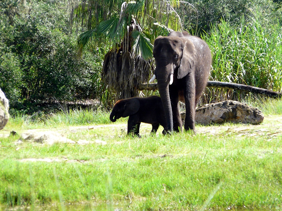 Disney World, Orlando, Floride