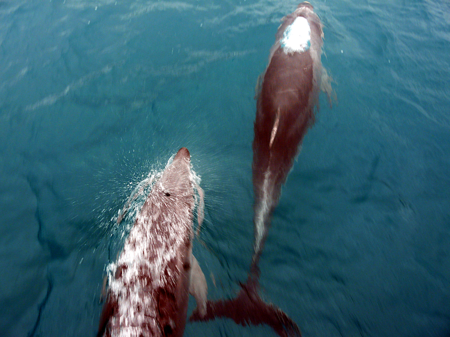 Bay of Islands, Nouvelle Zélande