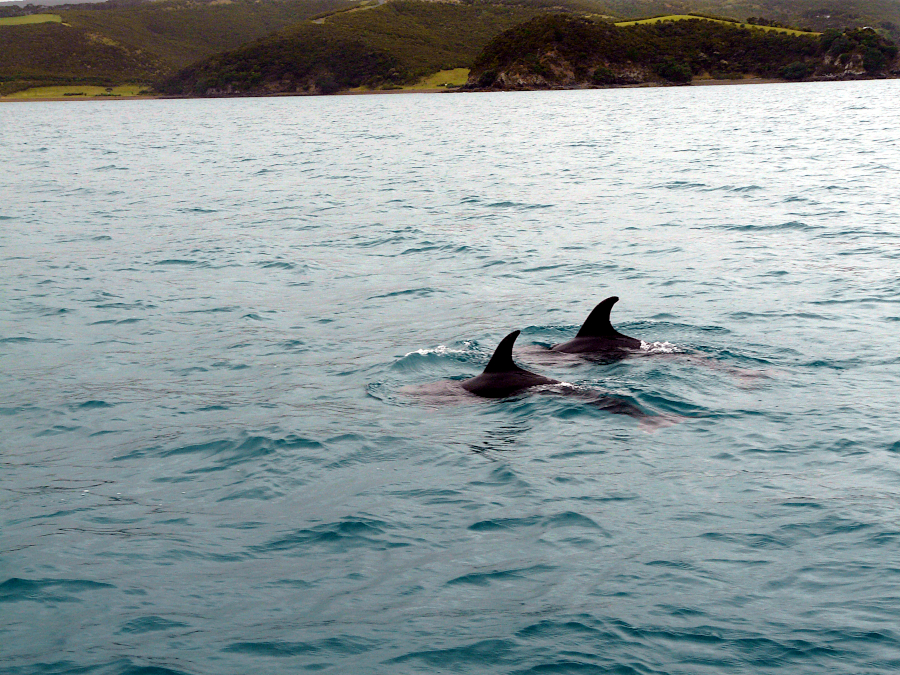 Bay of Islands, Nouvelle Zélande