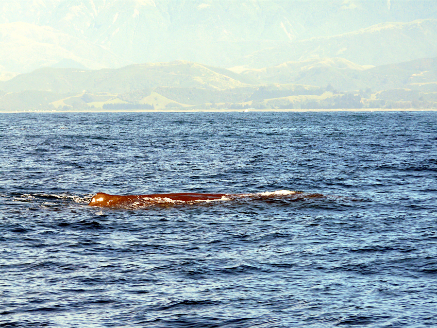 Kaikoura, Nouvelle Zélande