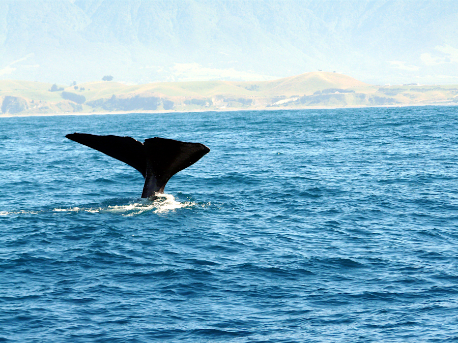 Kaikoura, Nouvelle Zélande