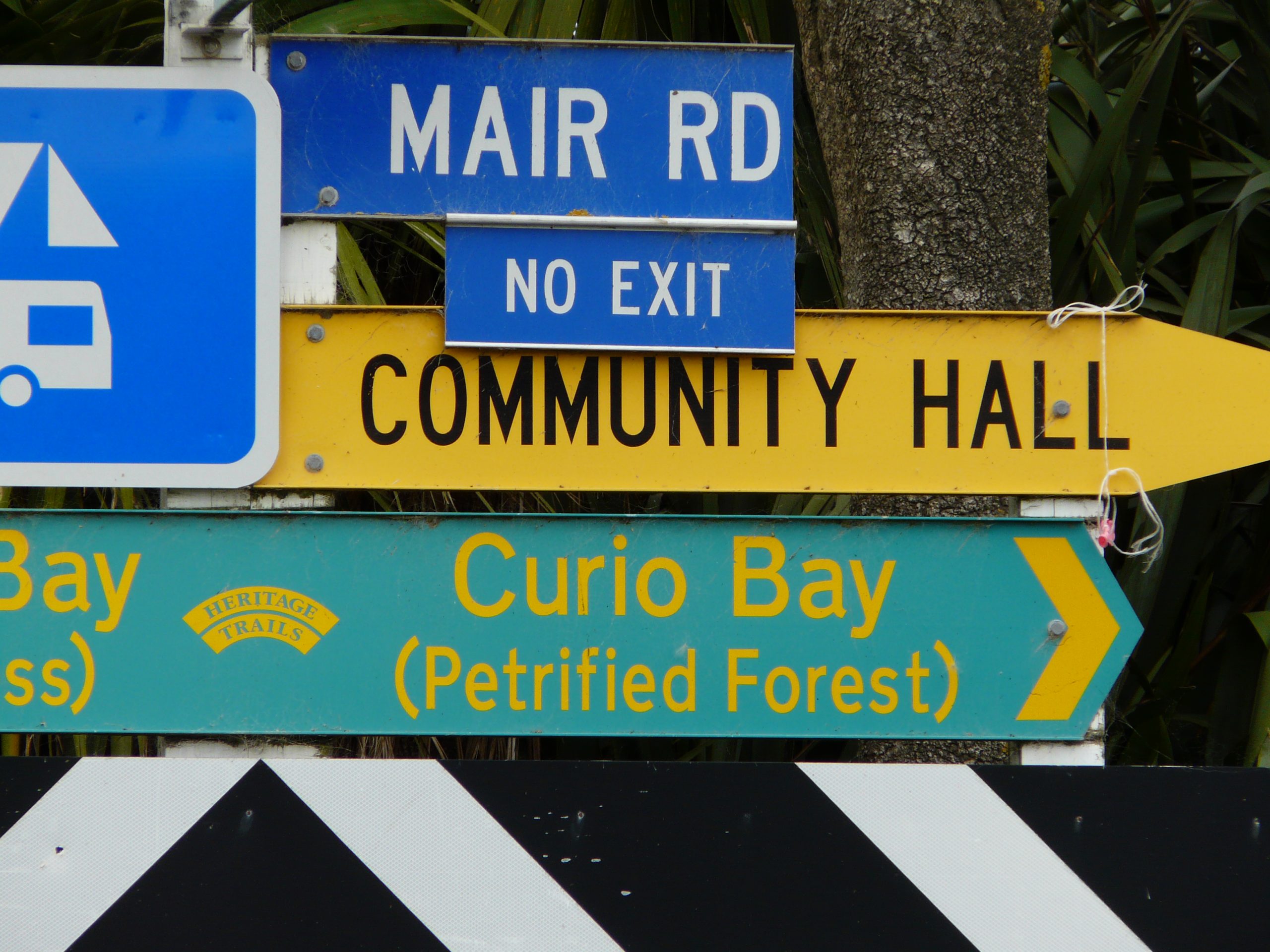 Petrified Forest, Catlins, Nouvelle Zélande