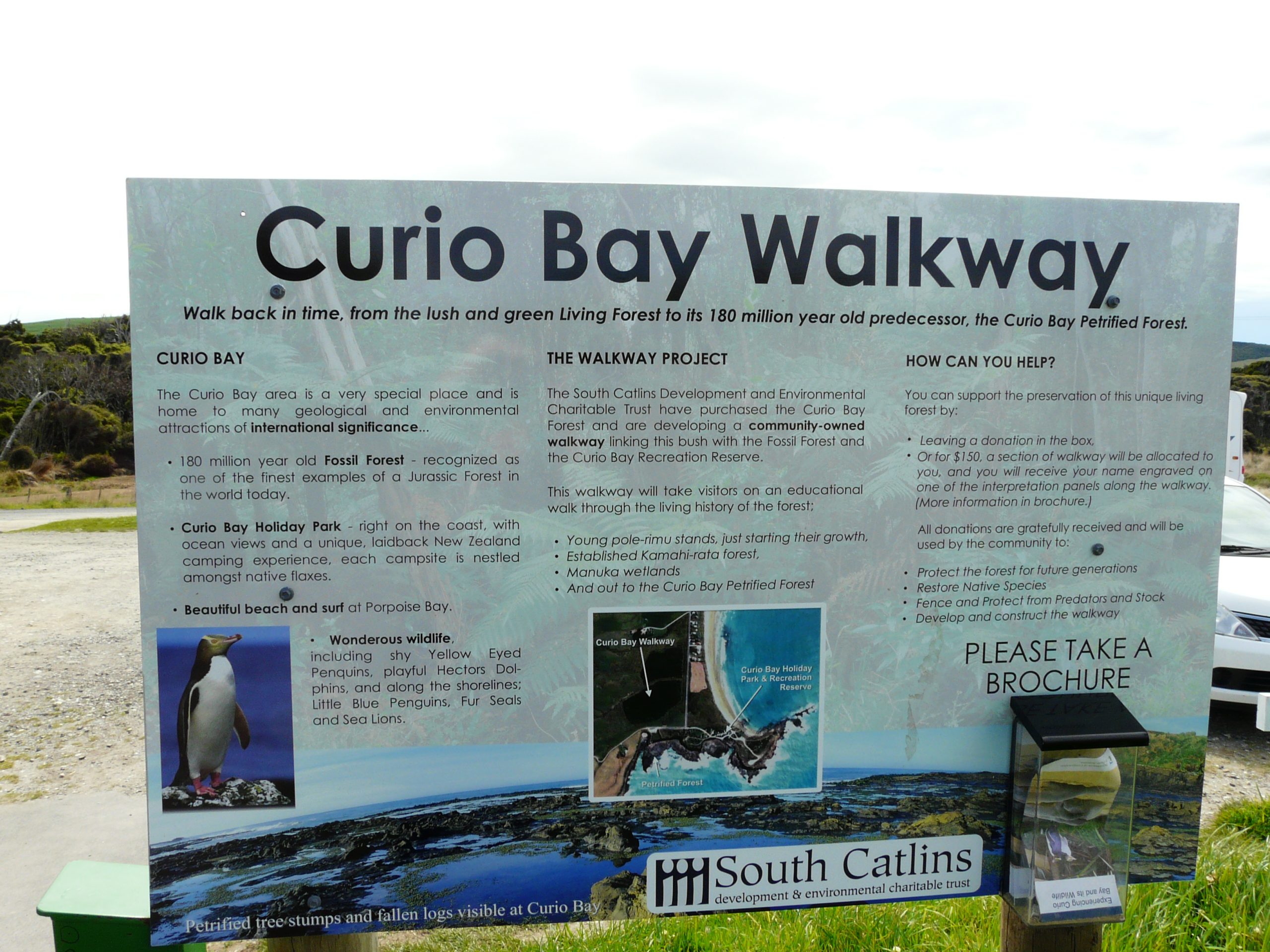 Petrified Forest, Catlins, Nouvelle Zélande