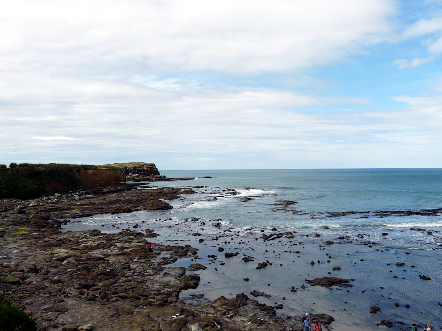 Petrified Forest, Catlins, Nouvelle Zélande