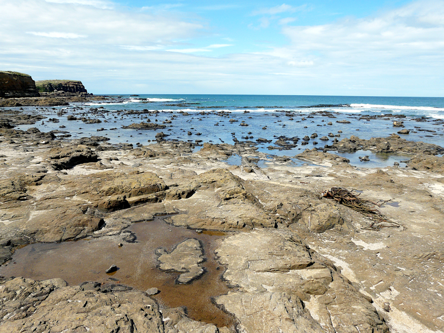 Petrified Forest, Catlins, Nouvelle Zélande