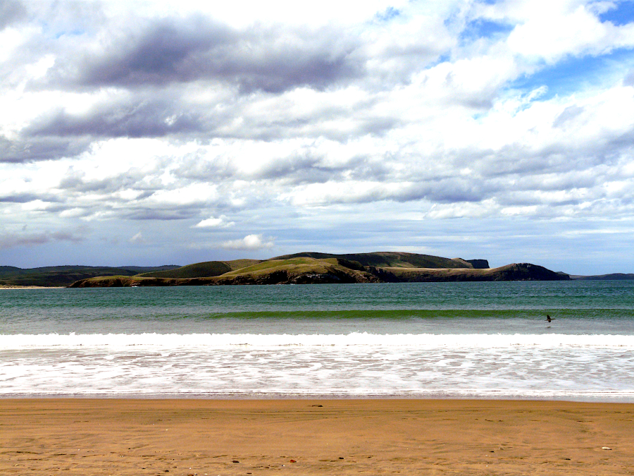 Petrified Forest, Catlins, Nouvelle Zélande