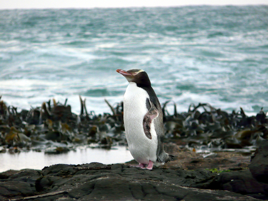 Pinguins, Catlins, Nouvelle Zélande