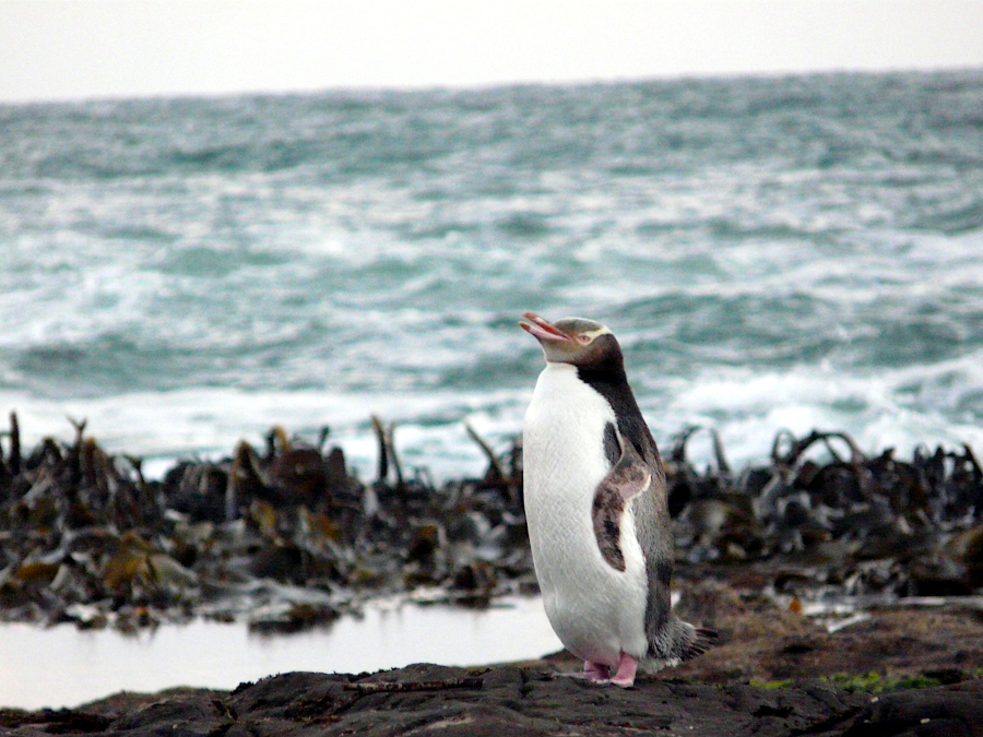 Pinguins, Catlins, Nouvelle Zélande
