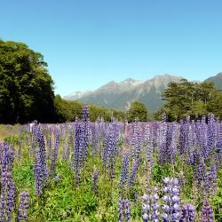 Te Anau, Nouvelle Zélande