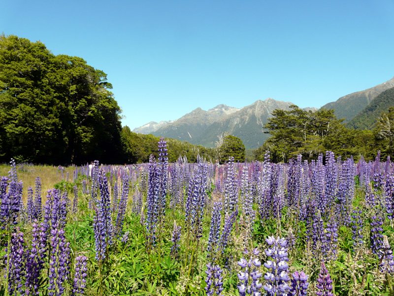 Te Anau, Nouvelle Zélande