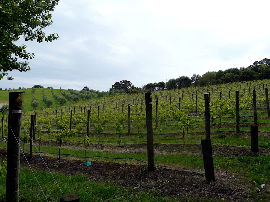 Waiheke Island, Nouvelle Zélande