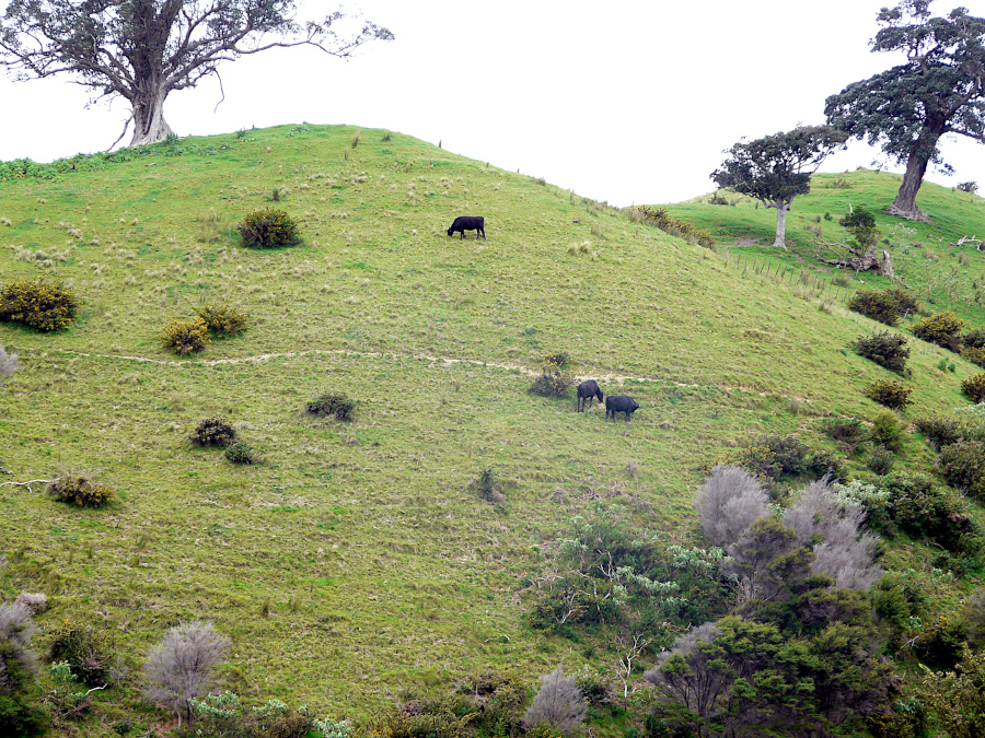 Waiheke Island, Nouvelle Zélande